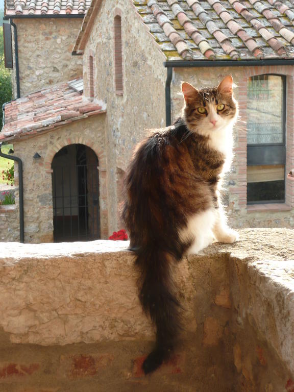 Agriturismo Colli Di Travale Montieri Buitenkant foto